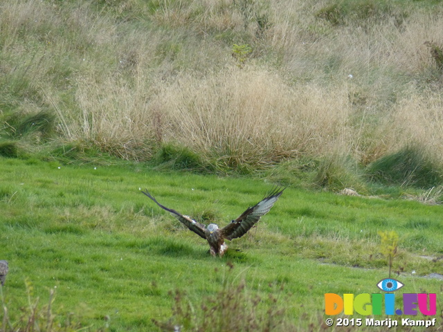 FZ023065 Red kite (Milvus milvus) feeding